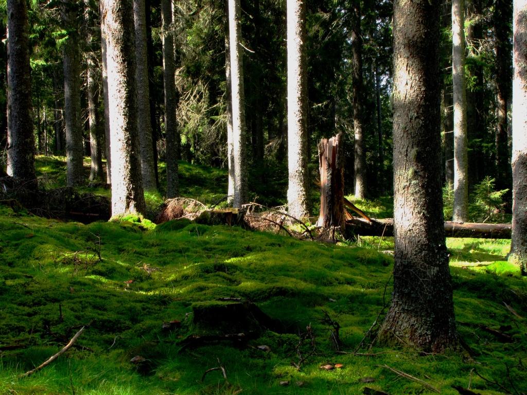 Nationella och regionala effekter av olika naturhänsynsnivåer