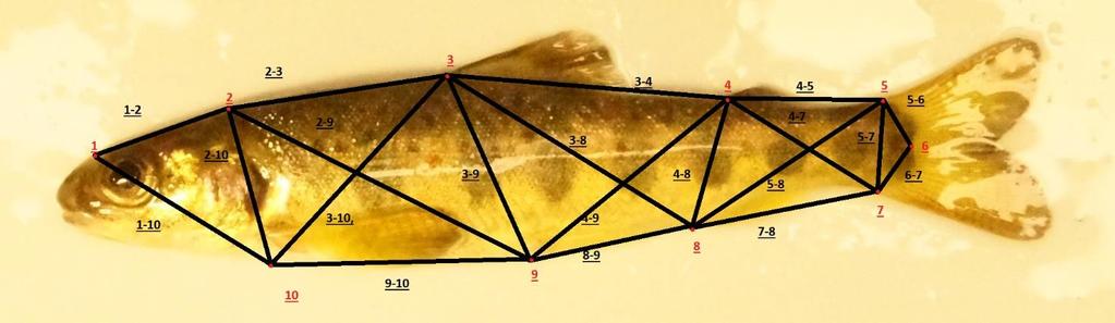 Datainsamling Parr sövdes med MS 222, lades på ett vitt fat och fotograferades en och en med en Canon XA10.
