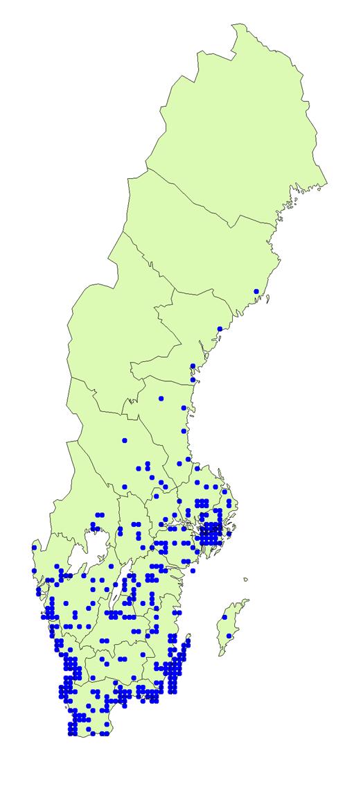 Gräs i det vilda - ogräs