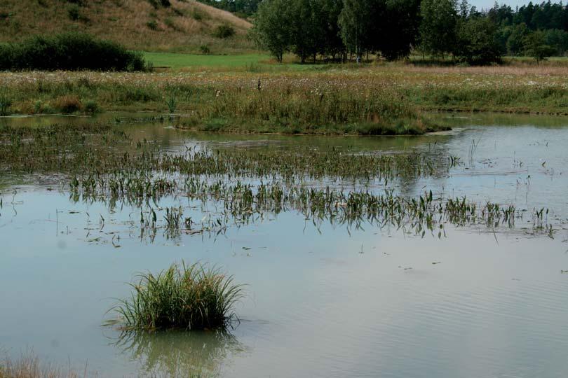 mosnäppa vid Hästa groddamm 2007; den rastade ett kort ögonblick för att i nästa stund sträcka vidare norrut.