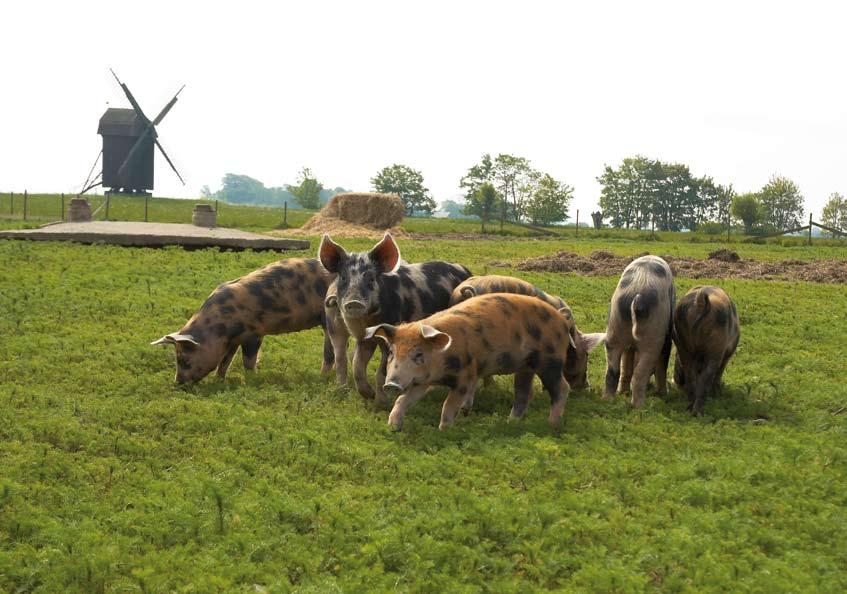 Skåne - en generös natur Skåne är landet som flyter av gräddmjölk och nyslungad honung. Lammen vid havet betar blommande timjan och haren hoppar rätt i jägarens famn.