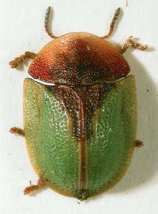 Krisslan är beteskänslig men tål inte heller igenväxning, och för att gynna den och dess insekter behövs svagt nötbete sent på säsongen.