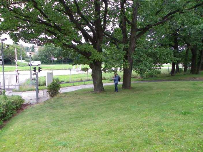 Två av de största ekarna står i sydligaste delen av området, se figur 2 och 3. De har en stamdiameter på ca 80 cm. Figur 2. Inventerad grönyta inom Kabelverket.