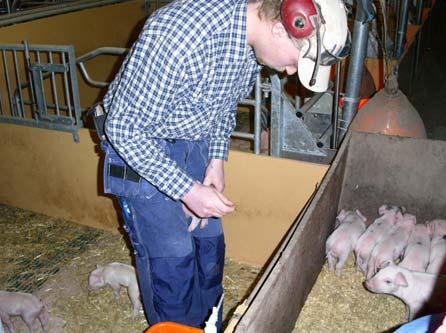 bakom en skiva (bild 18). Några av producenterna hade konstruerat en ring som de placerade grisarna i istället för att samla dem i en vagn.