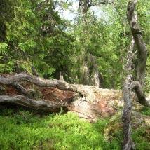 3322 Storberget 1 Kommun Åsele Totalareal 58 ha Naturgeografisk region 30a Areal land 58 ha Objektskategori U1 Areal vatten 0 ha Markägare Sveaskog Areal produktiv skogsmark 53 ha Ovanför fjällnära