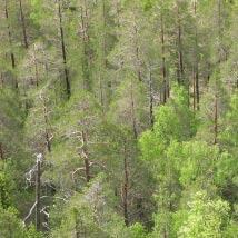 3330 Tallkullarna Kommun Åsele Totalareal 498 ha Naturgeografisk region 32c Areal land 497 ha Objektskategori U1 Areal vatten 1 ha Markägare Sveaskog Areal produktiv skogsmark 450 ha Ovanför