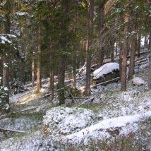 4050 Stockholmsgata Kommun Åsele Totalareal 34 ha Naturgeografisk region 30a Areal land 34 ha Objektskategori U1 Areal vatten 0 ha Markägare Sveaskog Areal produktiv skogsmark 32 ha Ovanför fjällnära