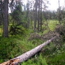 3334 Vitbergstången Kommun Åsele Totalareal 184 ha Naturgeografisk region 32c Areal land 184 ha Objektskategori U1 Areal vatten 0 ha Markägare Sveaskog Areal produktiv skogsmark 166 ha Ovanför