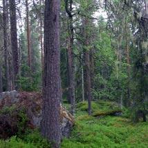 3326 Svedjeberget Kommun Åsele Totalareal 245 ha Naturgeografisk region 30a Areal land 245 ha Objektskategori U1 Areal vatten 0 ha Markägare Sveaskog Areal produktiv skogsmark 237 ha Ovanför