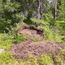 3340 Faresmyrkullen Kommun Åsele Totalareal 84 ha Naturgeografisk region 32c Areal land 84 ha Objektskategori U1 Areal vatten 0 ha Markägare Sveaskog Areal produktiv skogsmark 79 ha Ovanför fjällnära