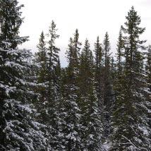 4052 Storberget 3 Kommun Åsele Totalareal 65 ha Naturgeografisk region 32c, 33h Areal land 65 ha Objektskategori U1 Areal vatten 0 ha Markägare Sveaskog Areal produktiv skogsmark 63 ha Ovanför