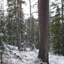 4034 Klacken Kommun Åsele Totalareal 34 ha Naturgeografisk region 32c, 33h Areal land 34 ha Objektskategori U1 Areal vatten 0 ha Markägare Sveaskog Areal produktiv skogsmark 34 ha Ovanför fjällnära