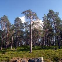 3324 Storberget 2 Kommun Åsele Totalareal 38 ha Naturgeografisk region 30a Areal land 38 ha Objektskategori U1 Areal vatten 0 ha Markägare Sveaskog Areal produktiv skogsmark 38 ha Ovanför fjällnära