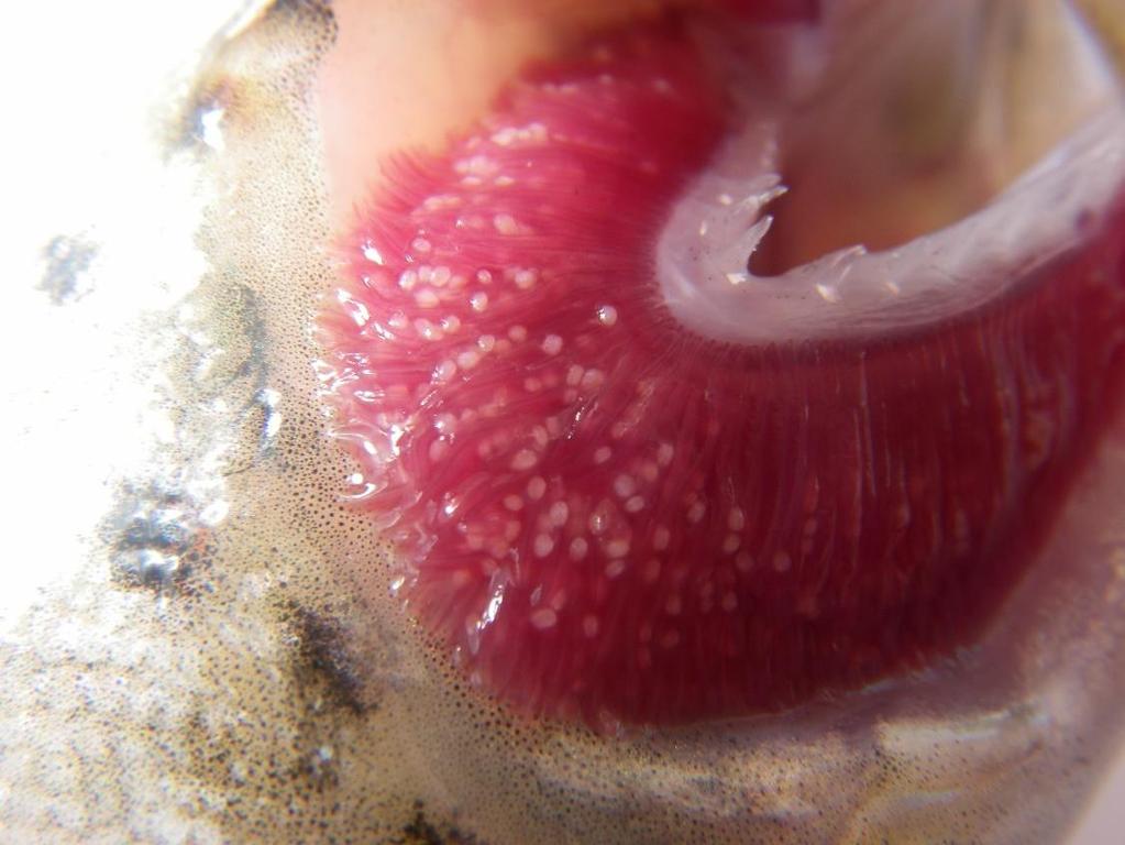 Figur 10. Glochidierna syns som ljusa prickar på öringgälen. Foto: Håkan Söderberg.