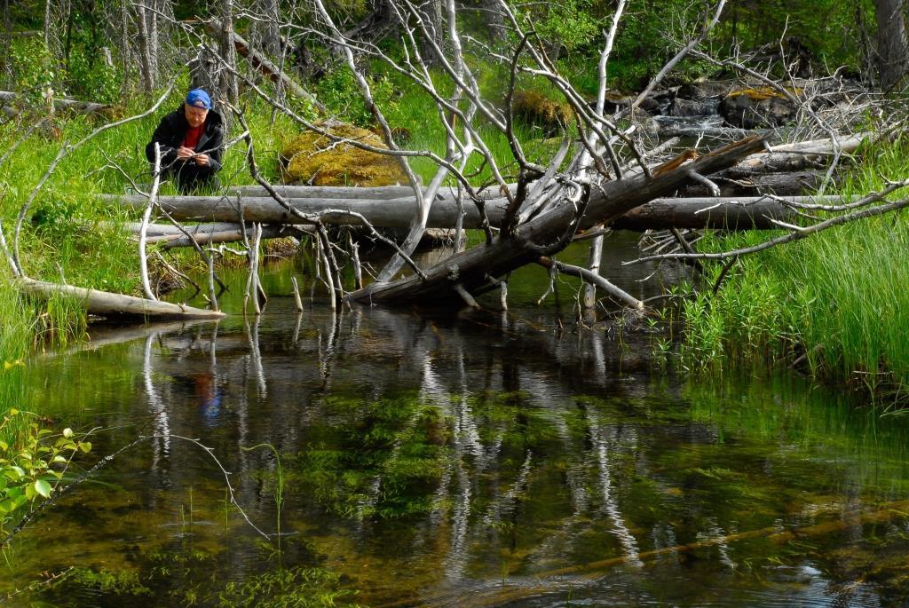 Figur 23. Nedfallna träd i vattnet ger gömställen för värdfisken och skapar fläckar med lämpliga bottnar för småmusslor. Navarån, Västernorrlands län. Foto: Lennart Henrikson.