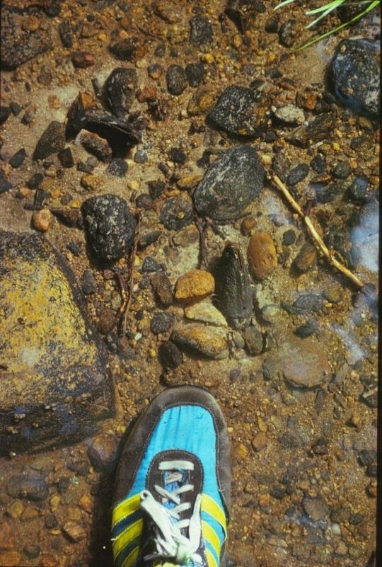 Figur 24. Ett exempel på igenslamning. Till vänster en till synes fin botten med sten, grus och sand. En flodpärlmussla finns centralt i bilden.