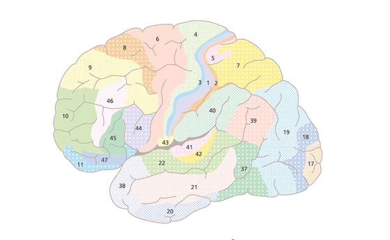 5 7. Nedan ser du en människohjärna (3 p). Namnge det område som är märkt med siffrorna: 44/45 17.
