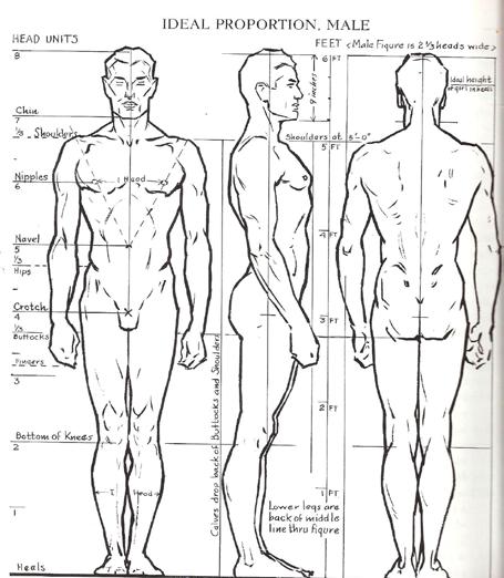 Figur 4 Bilden visar ideala proportioner för det manliga genuset. Bild hämtad: http://busket.tumblr.