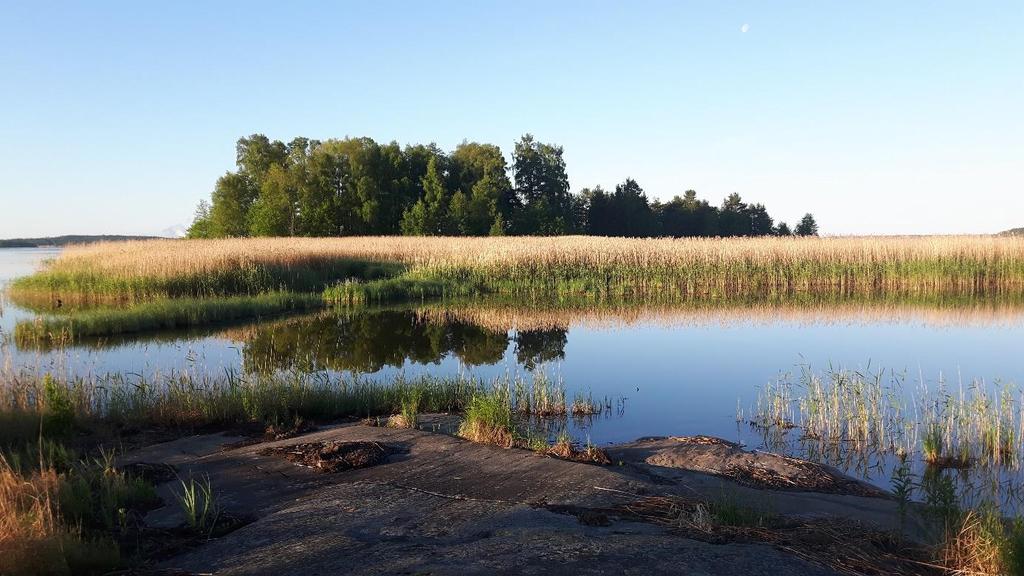Bild 2. Ytterholmen sedd från norr. I vassen i förgrunden häckar bl.