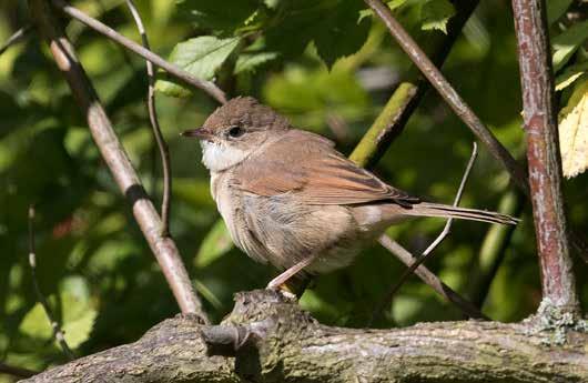 Common Whitethroat is the only true long-distance migrant which is significantly increasing in numbers. Foto: P-G Bentz/Sturnus.se.