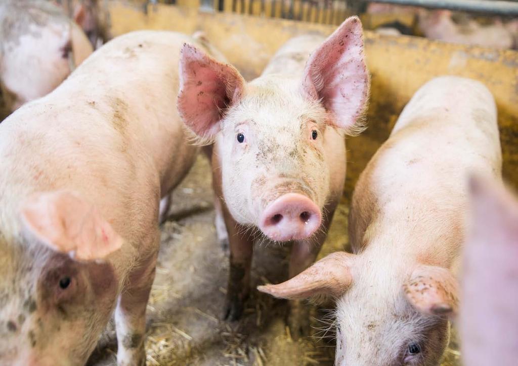 Gris Utvecklingen i svensk grisproduktion De genomsnittliga EU-priserna på griskött har en tydligare koppling till exportutvecklingen till Kina, även om viss eftersläpning råder.