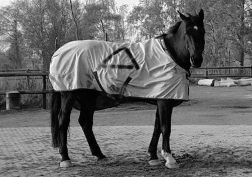För att kunna urskilja fokaldjuren från övriga hästar byttes deras ordinarie marinblå täcken ut mot likartade täcken i silvergrå färg.