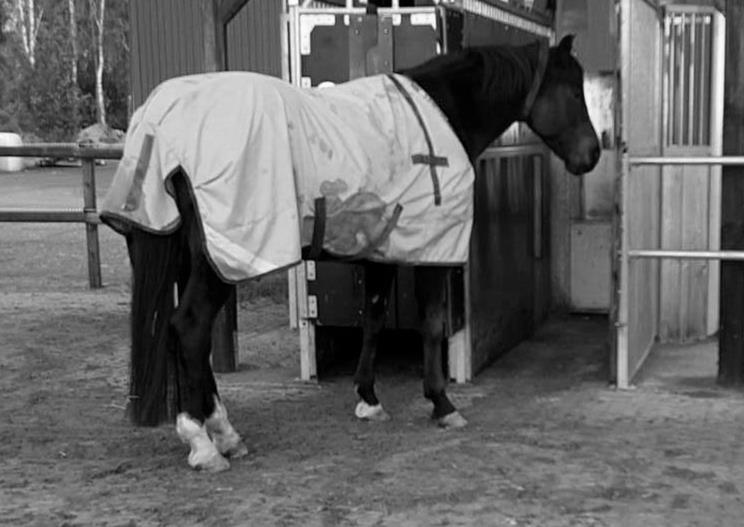 För att minska risken att täckesbytet påverkade tiden i ligghallen byttes dessa två dagar innan studiens start. Alla hästar var sedan tidigare vana vid användning av täcke.