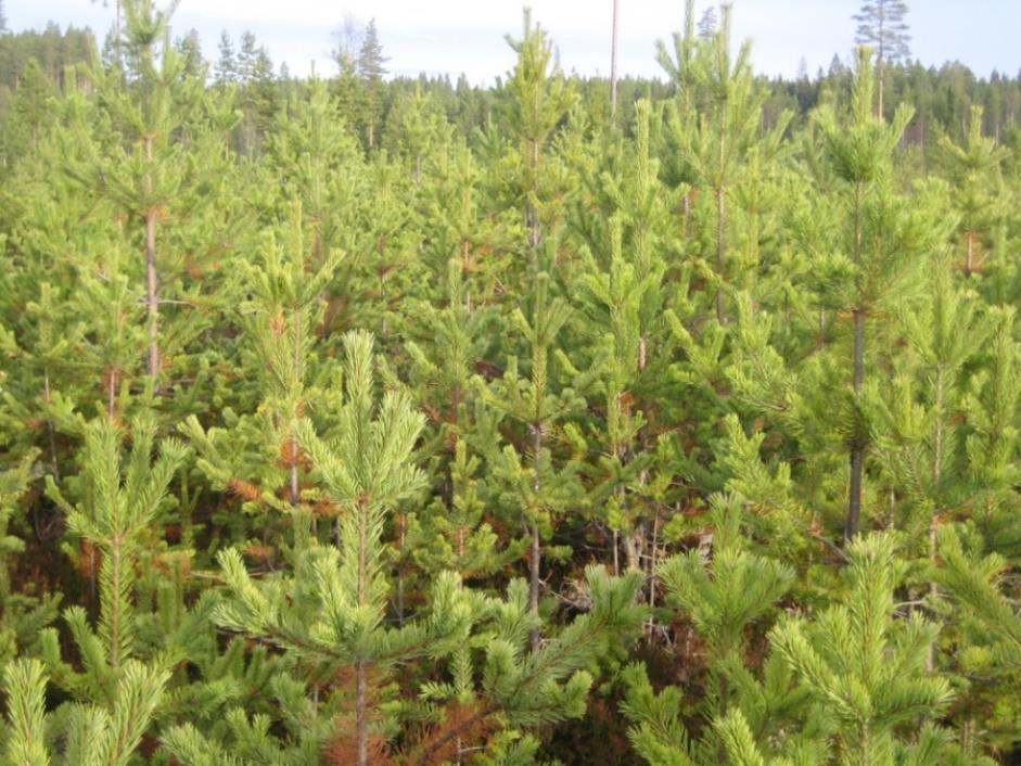 Skogsbruk Vi undersöker Vilka är långtidseffekterna av biogödsel i skogsmark?