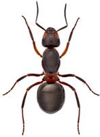 2 nationalnyckeln till sveriges flora och fauna släkte Formica stormyror stam understam ordning överfamilj familj underfamilj släkte Arthropoda Hexapoda Hymenoptera Vespoidea Formicidae Formicinae