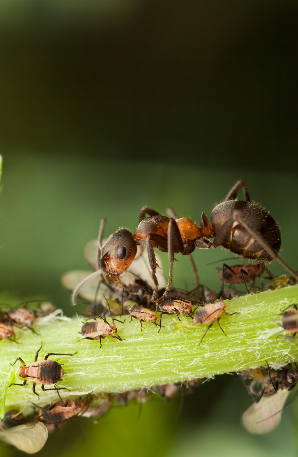 I litteraturen kan ibland även ängsmyra Formica pratensis, eller till och med alla de andra arterna i undersläktet Formica, föras till Formica rufa-gruppen.