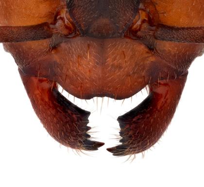 6 nationalnyckeln till sveriges flora och fauna Undersläkte Raptiformica rövarmyror Namnet Raptiformica kommer av det latinska ordet raptor, som betyder rövare.