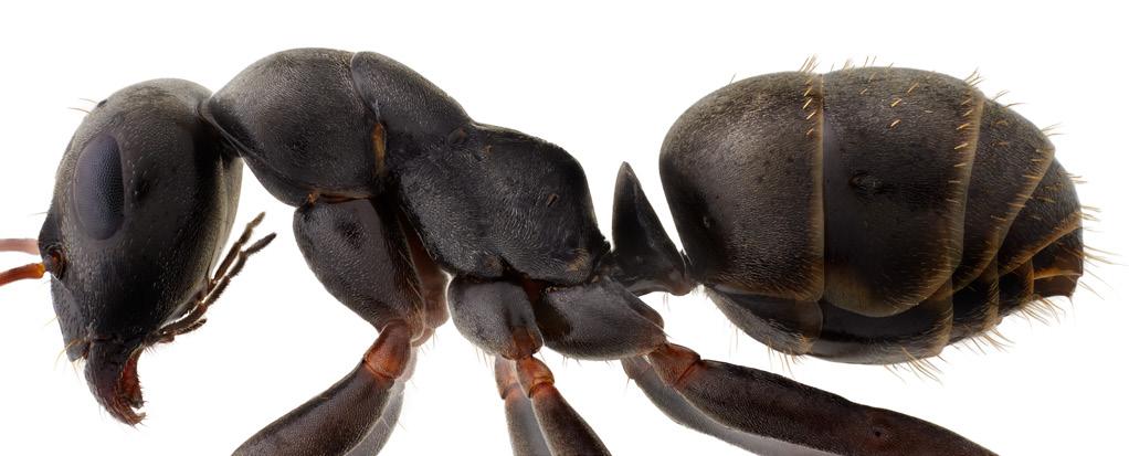 art formicidae: familj: släkte formica latin 7 Arbetare av gråmyra Formica cinerea (undersläkte Serviformica).