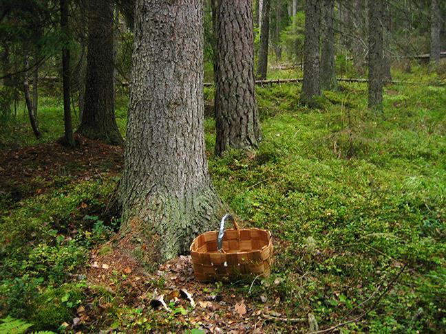 I Överängesberget växer relativt gammal barrskog med gott om bl.a. kopparspindling. ÖVERÄNGESBERGET. ARTLISTA, fynd av arter under årets inventering. Rödlistekategorier från 2015 års rödlista.