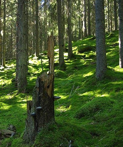 I Rymningsbergets södra del står en relativt gammal grandominerad barrskog i