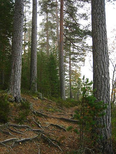 I den västra tredjedelen är tallskogen gammal med gott om drygt 200-åriga överståndare med en yngre underväxt, i övrig del är