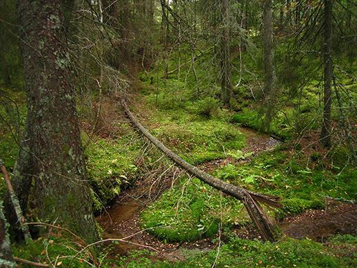 Barrskogen är omkring 100-årig, grandominerad och har börjat anta naturskogsstruktur.
