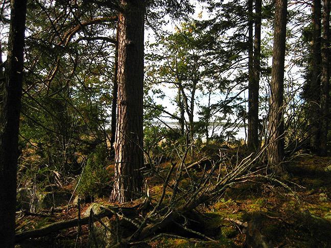 Här finns några värdefulla partier med gammal barrnaturskog i en småbruten terräng med hällmarker, små branter och flackare delar.