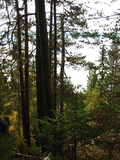 I östra delen av inventeringsområdet står gammal barrnaturskog med gott om grov asp. Där finns även en örtrik svacka med äldre granskog.