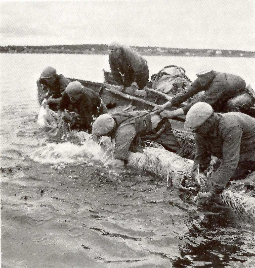 Där har det urgamla samiskfinska namnet för not gaino/kainu - till och med gett byn Kainuunkylä dess finska namn.