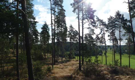 1. Delområde ett ligger i den norra delen och nås via Oskarsbergsvägen. Här planeras ny bostadsbebyggelse genom avstyckning av den befintliga tomten.