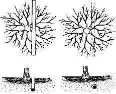 Bild 14. Dikning till vänster och borrning till höger. (Foto: godkänd för användning av University of Missouri Extension) Bild 15. Borrning under trädrötterna.