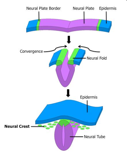 Nervlist cellerna 3e-4e veckan efter befruktningen multipotenta stamceller som ger upphov till bl.a. skalle och ansiktets brosk och ben, glatt muskulatur, glia nervceller, mm.