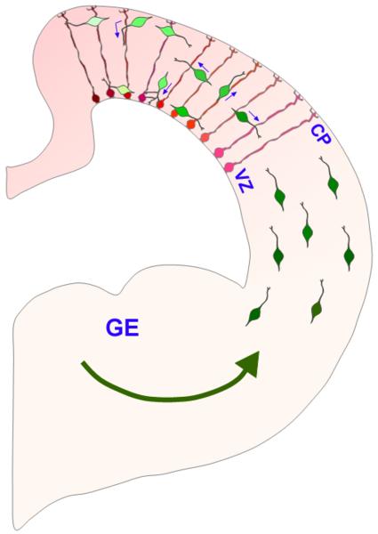 Svarta pil Hippocampus a, b: kontroller; d-h: alkoholexponerade mus embryon gest dag 11 c: kontroll; f, i;