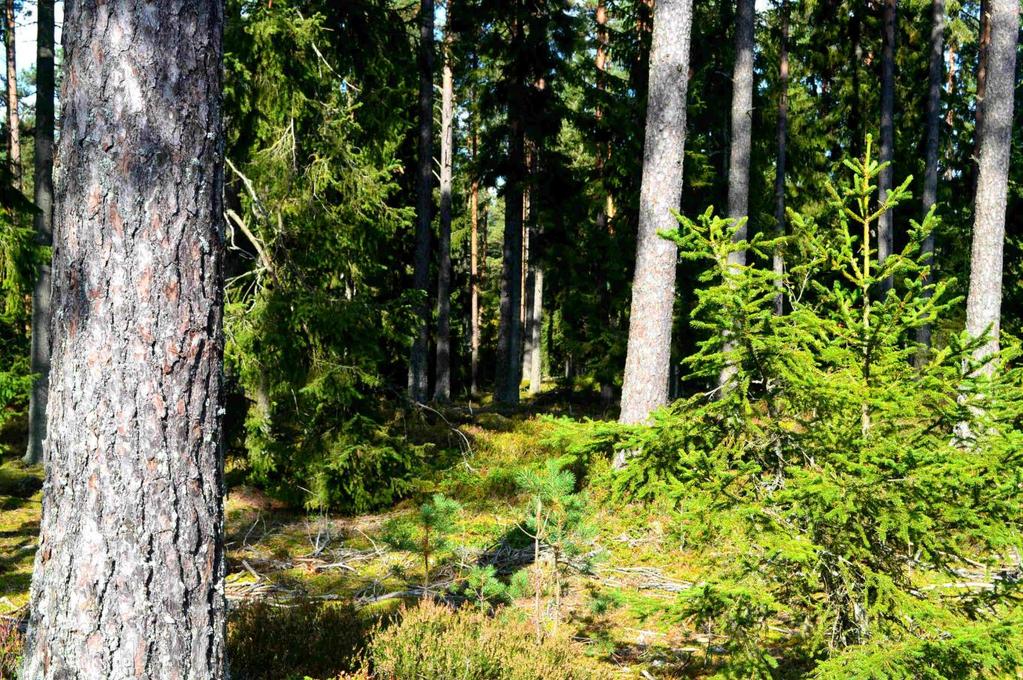 2 ha. Skog i huggningsklasserna S1/S2 om ca 4 700 m3sk. Strand till Hinnegöl och Skärsjögöl. Jakträtt.