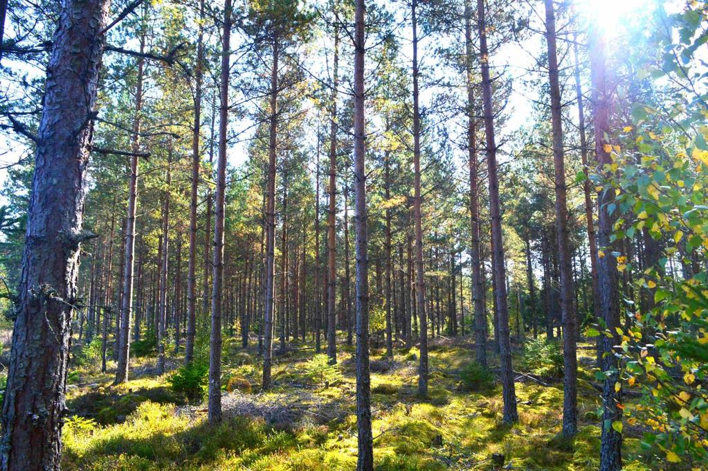 Om Skog & Lantbruk Skog & Lantbruk är ett rådgivningsföretag som arbetar med följande tjänster: - Fastighetsförmedling - Generationsskifte - Marknads-/avkastnings-/intrångsvärderingar -