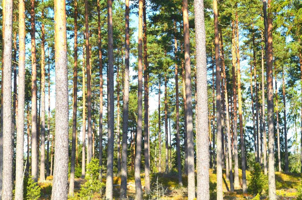 Skog och Mark Skogsmark Enligt skogsbruksplanen är den produktiva skogsarealen 97,2 ha med ett virkesförråd om 7 946 m3sk i oktober 2017. Huvudsakligen tallskog i olika åldersklasser.