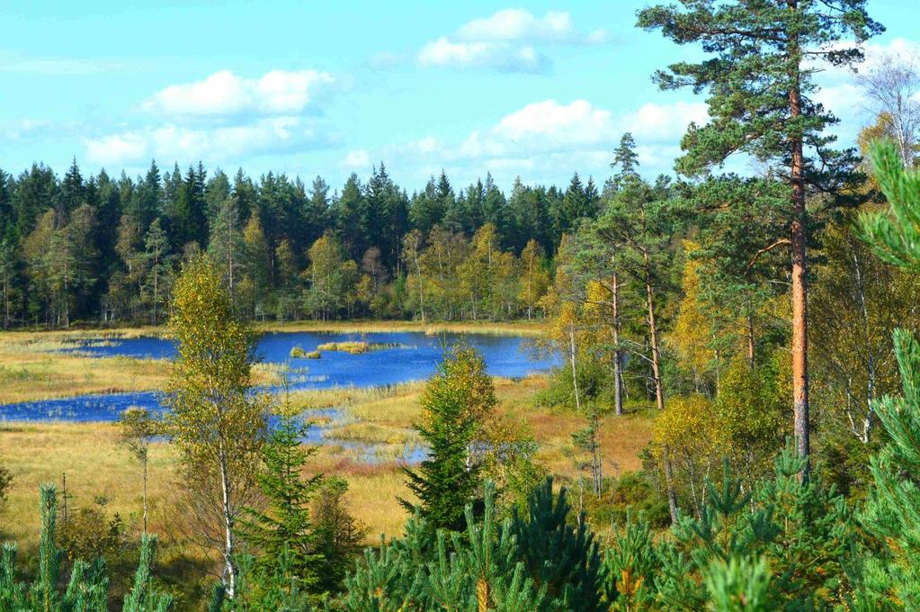 Bilagor Fastighetskarta, Översiktskarta, Skogsbeskrivning, Skogskarta, Anbudsblankett Upplysningar