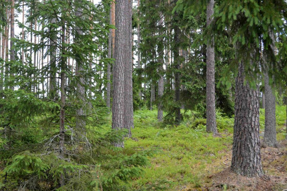 Skogsfastighet Herråkra 125 ha Uppvidinge Herråkra-Skruv 1:2 Om fastigheten Typ: Skogsfastighet Mark: ca 125 ha Virkesförråd: ca 10 000 m3sk Medelbonitet: 6,4 m3sk/ha och