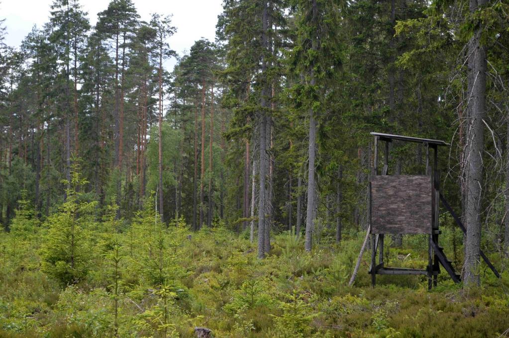 Jakt och fiske Förekommande viltarter är älg, rådjur och vildsvin m.fl.