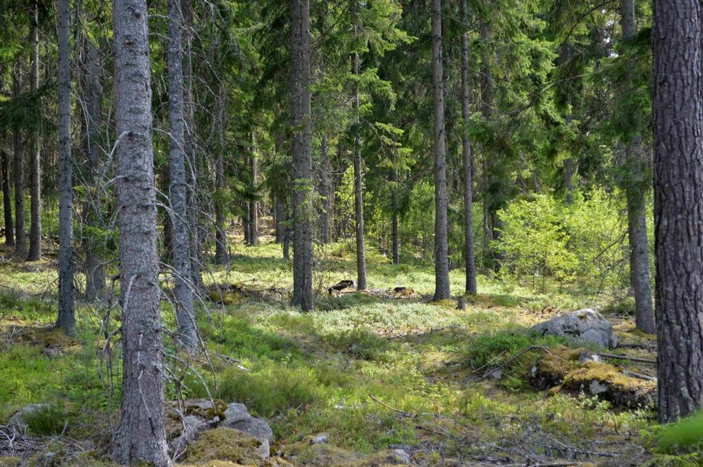 Om Skog & Lantbruk Skog & Lantbruk är ett rådgivningsföretag som arbetar med följande tjänster: - Fastighetsförmedling - Generationsskifte - Marknads-/avkastnings-/intrångsvärderingar -